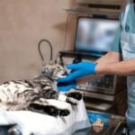 Diagnóstico por imagen veterinario en Veracruz