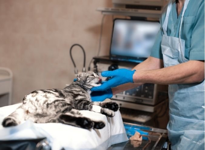 Diagnóstico por imagen veterinario en Veracruz