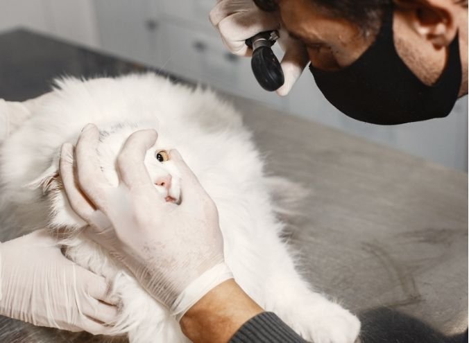 Medicina Veterinaria Veracruz