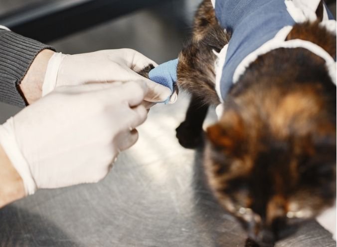 Medicina Veterinaria Veracruz