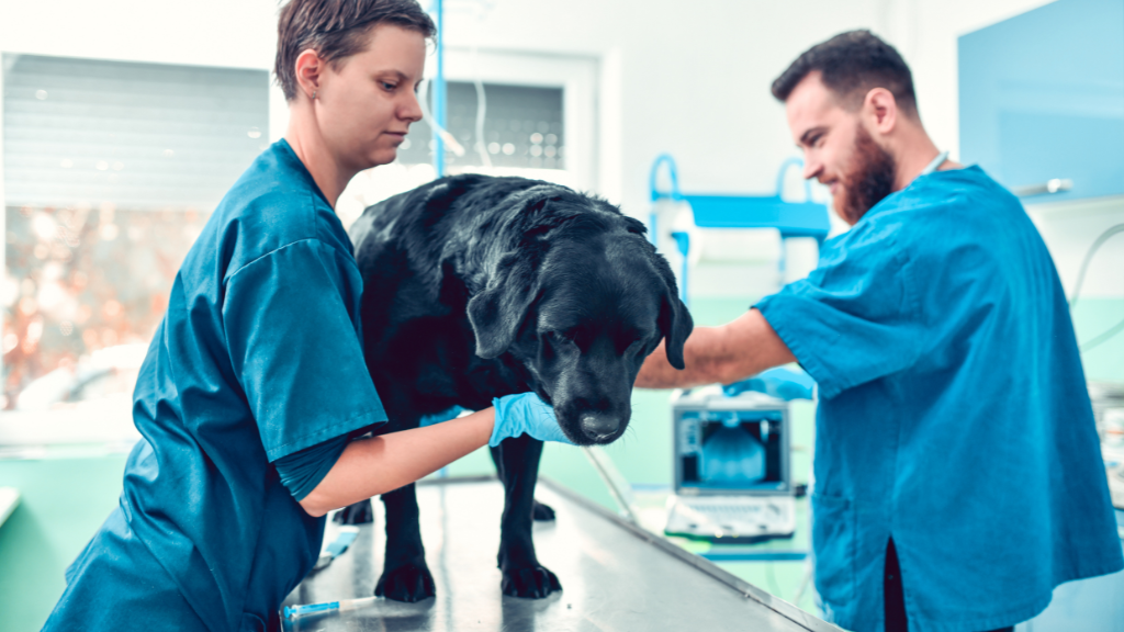 Cirugía veterinaria Láser CO2 Veracruz