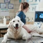 estudios de imagen veterinaria en Veracruz