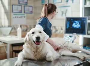 estudios de imagen veterinaria en Veracruz