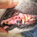 Hospital Veterinario Veracruz