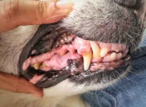 Veterinario Veracruz