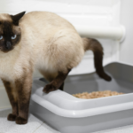 Hospital Veterinario en Veracruz