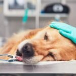 hospitalización veterinaria en Veracruz