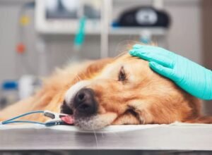 hospitalización veterinaria en Veracruz
