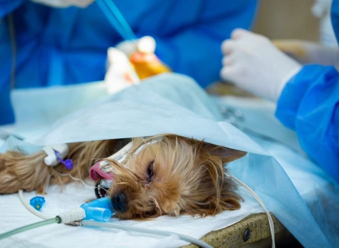 Anestesia Inhalada Veterinaria Veracruz