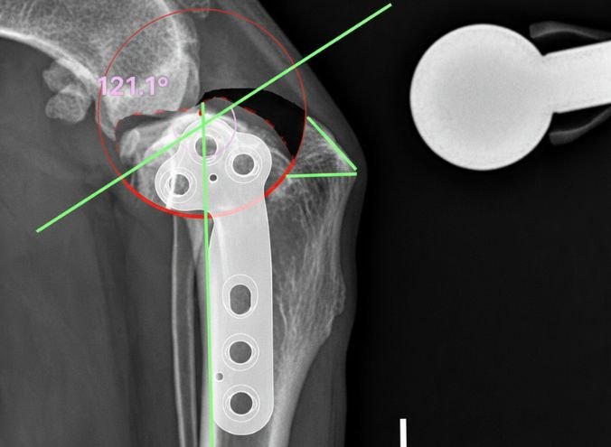 Cirugia TPLO veterinaria
