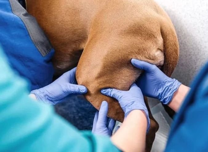 Traumatologia y ortopedia veterinaria