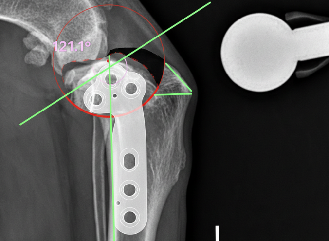 cirugía TPLO en perros