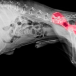 Displasia de cadera en perros