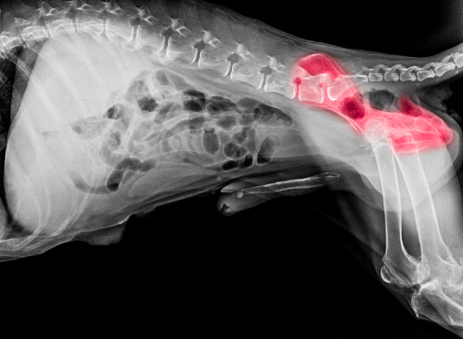 Displasia de cadera en perros