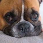 síndrome braquicefálico en perros