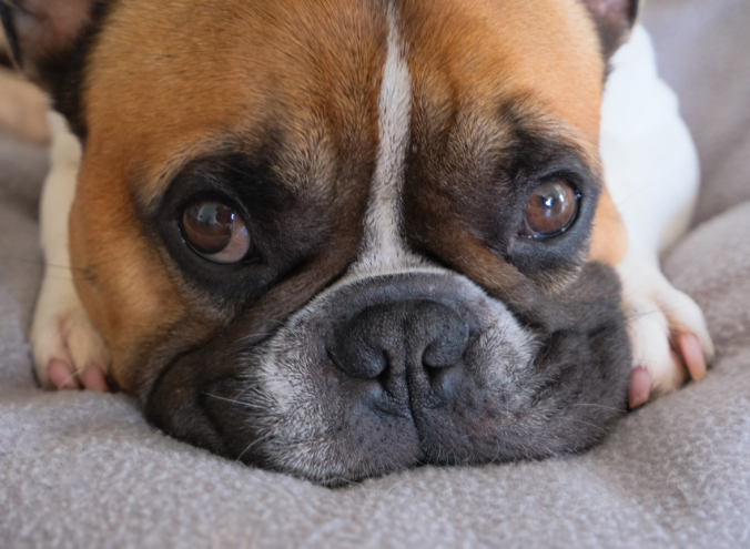 síndrome braquicefálico en perros