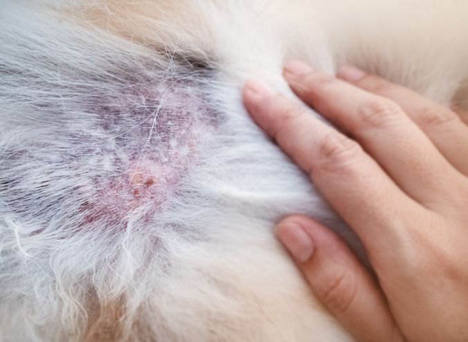 alergias en perros en Veracruz