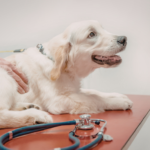Veterinario en Veracruz
