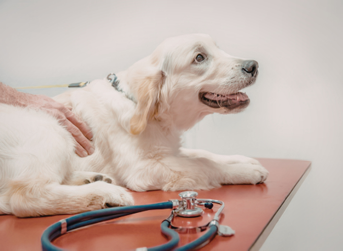 Veterinario en Veracruz